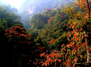 乳源紅豆杉森林公園