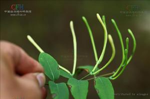 藥材原形態——細氈毛忍冬