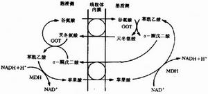 蘋果酸，天冬氨酸穿梭