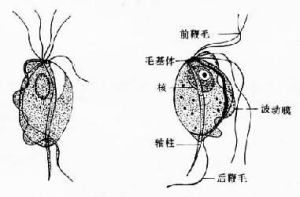 庫道蟲屬