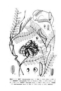 中國植物志原版墨線圖