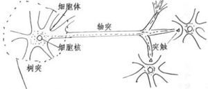 神經元