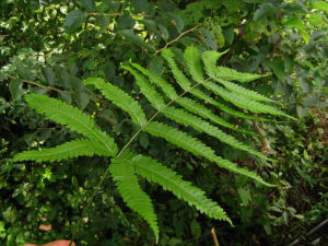 華中鳳尾蕨（變種）