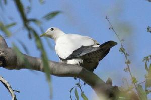 澳洲斑皇鳩