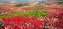 桂林恭城桃花節