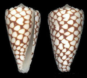 大理石芋螺