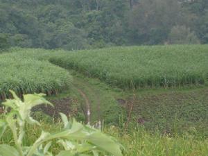 班勒村種植業