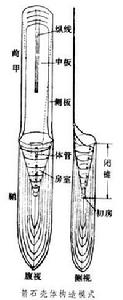 箭石