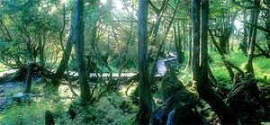 太平山國家森林公園