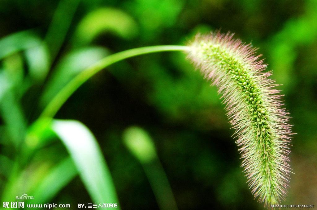 須藤草