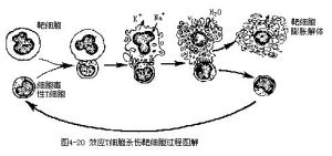 淋巴因子