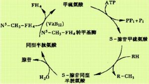 同型半胱氨酸