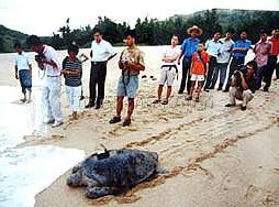 海龜自然保護區
