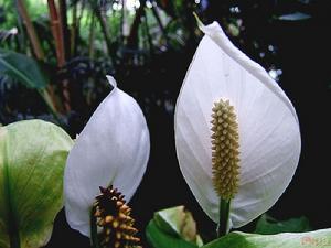 （圖）白鶴芋