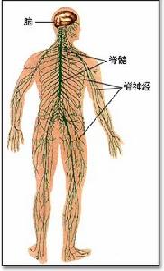 脊神經根炎