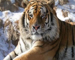 八達嶺野生動物園