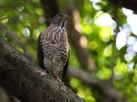 鳳頭鷹呂宋島亞種