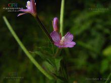 地母懷胎草根植物形態-小花柳葉菜