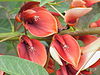 Erythrina crista-galli2.jpg