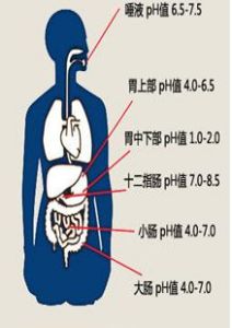 人體消化系統不同部位的pH值各有不同。