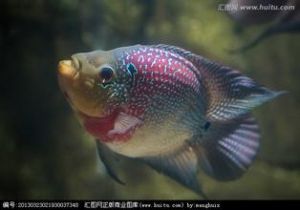 花羅漢魚