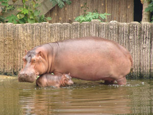 深圳野生動物園