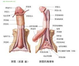 泄精