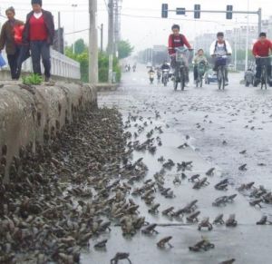 地震前動物反應