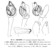 武陵銀鱗蛛