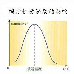 酶活性