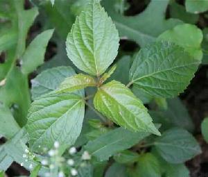 鐵莧菜[大戟目大戟科植物]