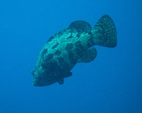 大石斑魚