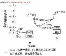 假環式電子傳遞