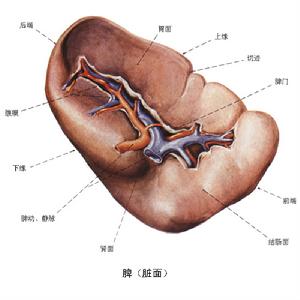 （圖）脾轉移性腫瘤