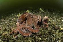 太平洋巨型章魚