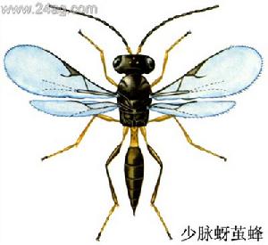 少脈蚜繭蜂