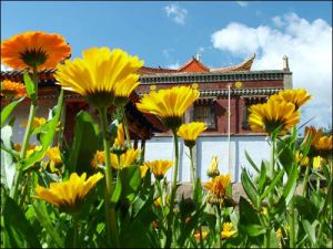 藥草台寺