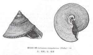 德倫麗口螺