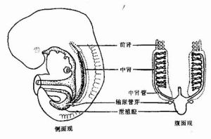 中腎