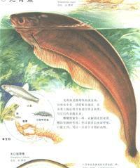 光背魚