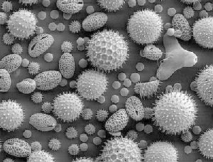 電子顯微鏡掃描下的花粉粒結構圖