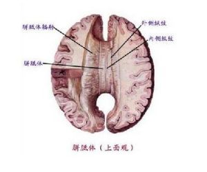 解剖學示意圖