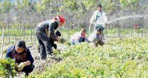 （圖）濫壩鄉