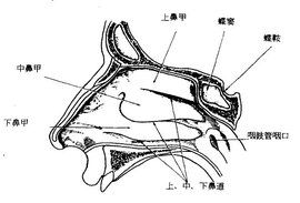 下鼻甲