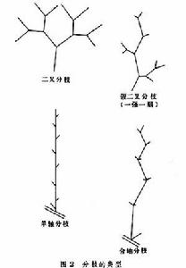 （圖）分支的類型