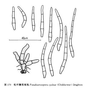 輪環藤假尾孢