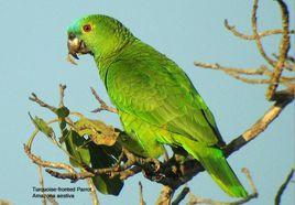 黃翼藍頂亞馬遜鸚鵡 黃翼藍頂亞馬遜鸚鵡