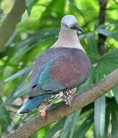 橫斑皇鳩