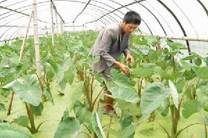 （圖）牆頭鎮嶺下村