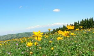 山岡